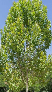 Platanus x Acerifolia 'Bloodgood' (August Rose Peach)